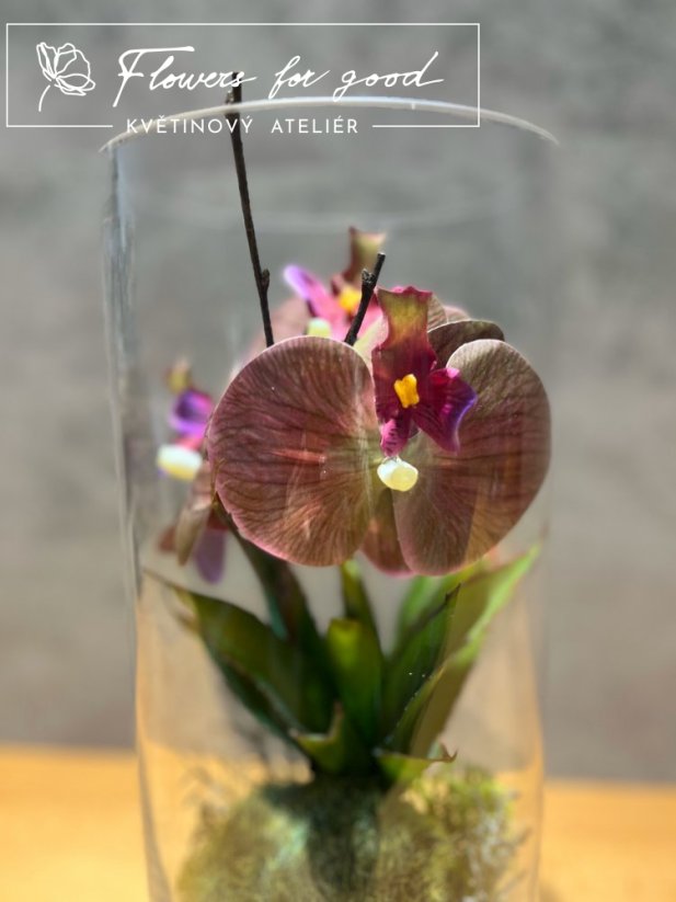 Exotická orchidej se sukulenty s umělým mechem