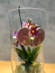 Exotická orchidej se sukulenty s umělým mechem