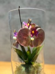 Exotická orchidej se sukulenty s umělým mechem